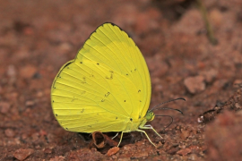 senegalensis listu