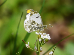 scolymus listu