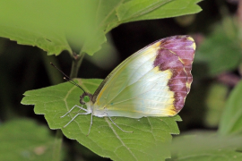 argia llista