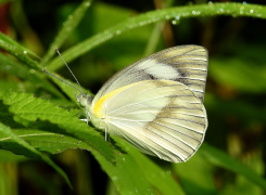 libythea llista