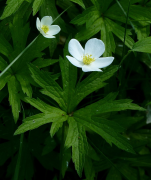 canadensis llista