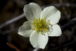 parviflora llista