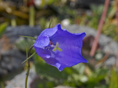 scheuchzeri listahan