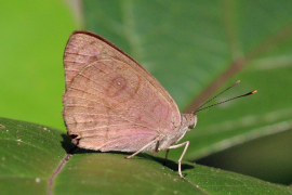 pusilla listahan