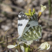 belemia listahan