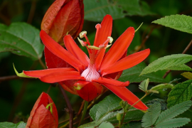 coccinea rhestr