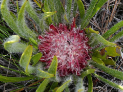 denticulata listo