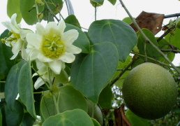 guatemalensis loend