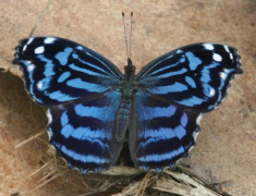 ethusa luettelo