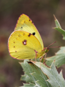 alfacariensis luettelo