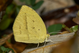 laeta luettelo