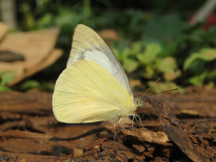 albina luettelo