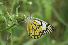 aurota luettelo