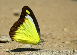 lyncida luettelo