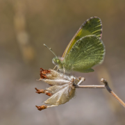 penia luettelo