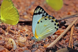 theora luettelo