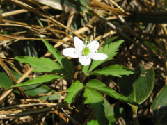 debilis luettelo