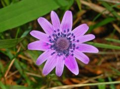 hortensis luettelo