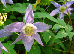 macropetala luettelo