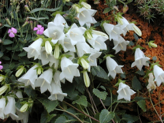 betulifolia luettelo