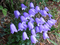 cochleariifolia luettelo