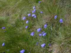 gelida luettelo