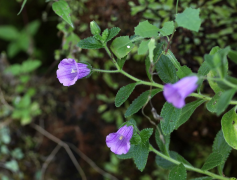 jacobaea luettelo