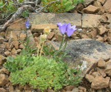 scabrella luettelo