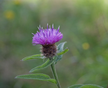 nigra luettelo