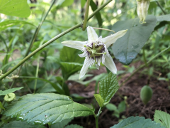 bryonioides luettelo