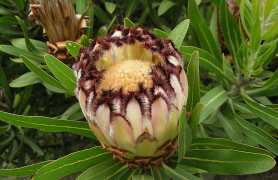 lepidocarpodendron luettelo