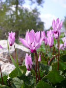 persicum luettelo