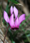 purpurascens luettelo