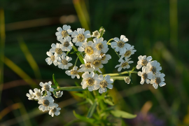 ptarmica luettelo