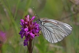 crataegi listahan