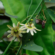 biflora listahan