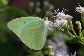 florella liosta