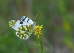 ausonia liosta