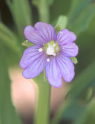 tetragonum સૂચિ