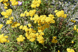 tomentosa સૂચિ