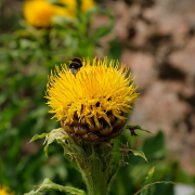 macrocephala સૂચિ