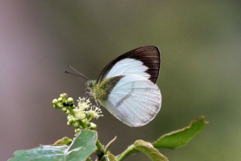 aegis સૂચિ