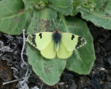 charlonia papa-inoa