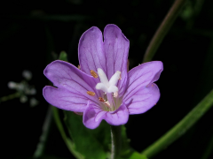 montanum papa-inoa