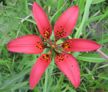 philadelphicum papa-inoa