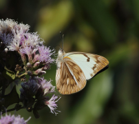 gidica רשימה