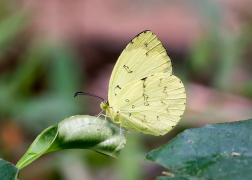 ada ndepụta