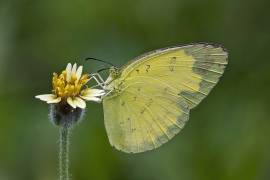 blanda ndepụta