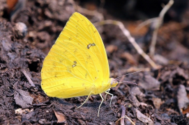 sennae ndepụta