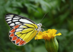 eucharis ndepụta